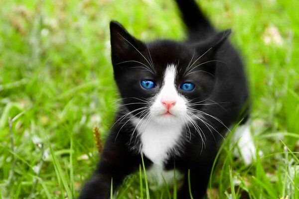 Black cat with blue eyes on the grass