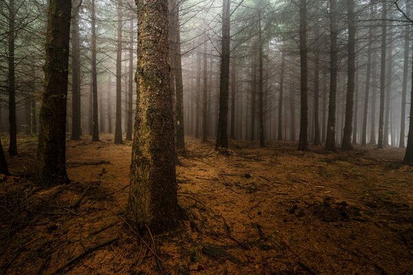 Nebbia notturna nella pineta