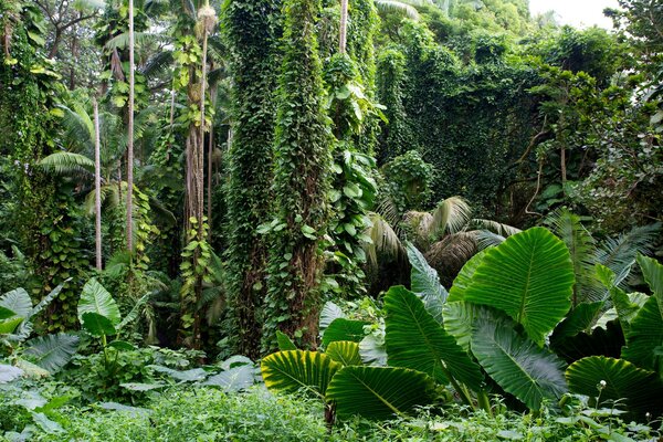 Muchas plantas verdes y árboles