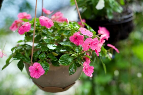 Plantador colgante con flores Rosadas