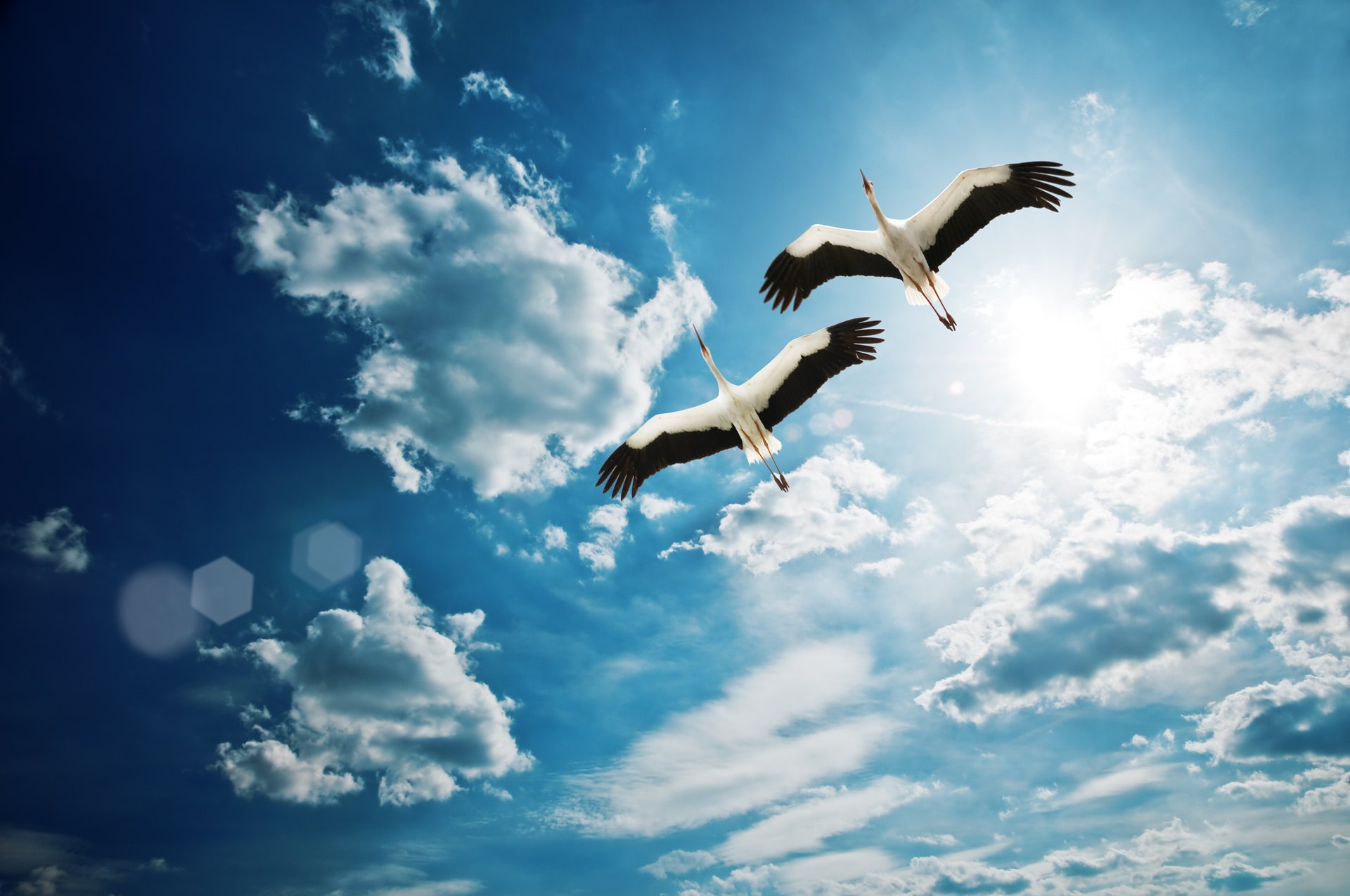 fly heron sky clouds sky birds beautiful clouds fly beautiful