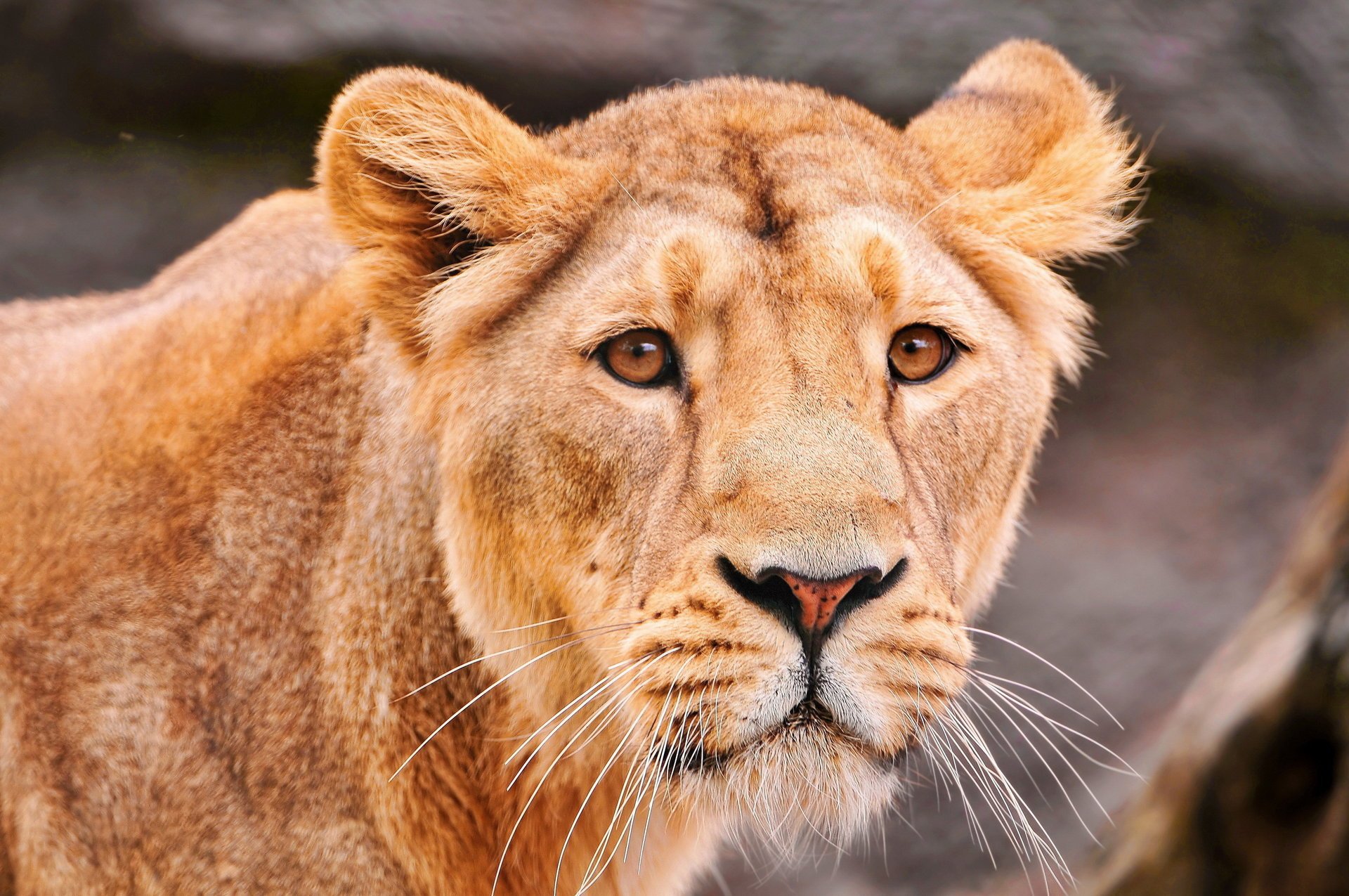 lioness a sad look predator