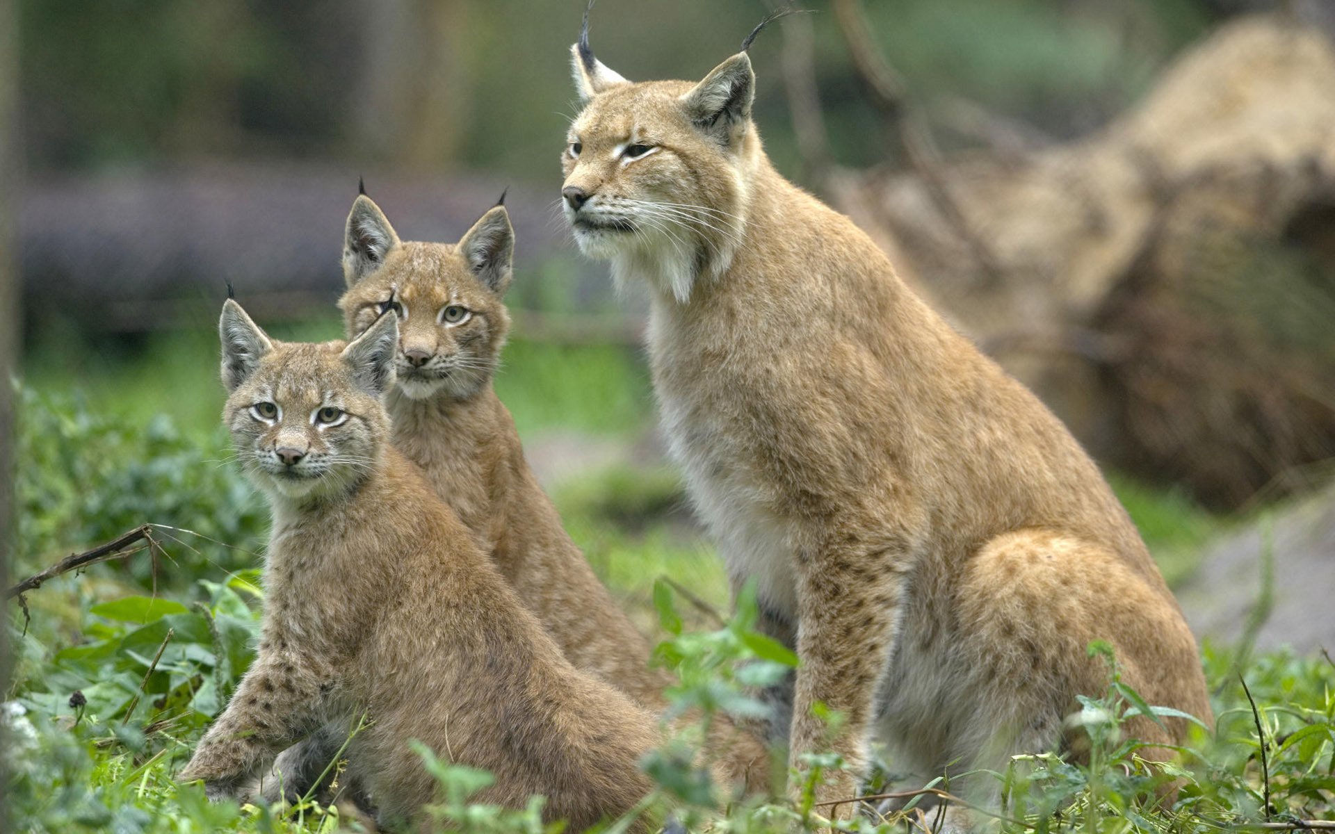 gatti tre guardare sedersi orecchie selvaggio sguardo linci