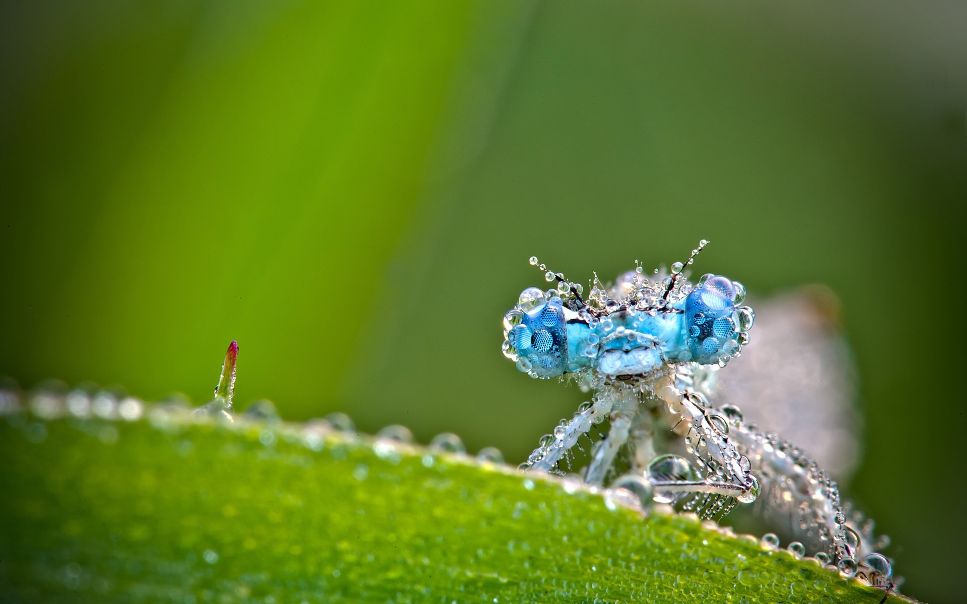 libelle grüns tropfen makro