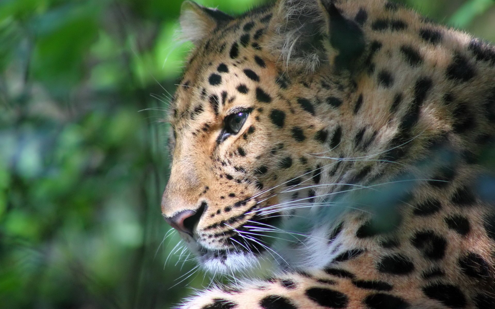 leopard profile face glare mustache stay