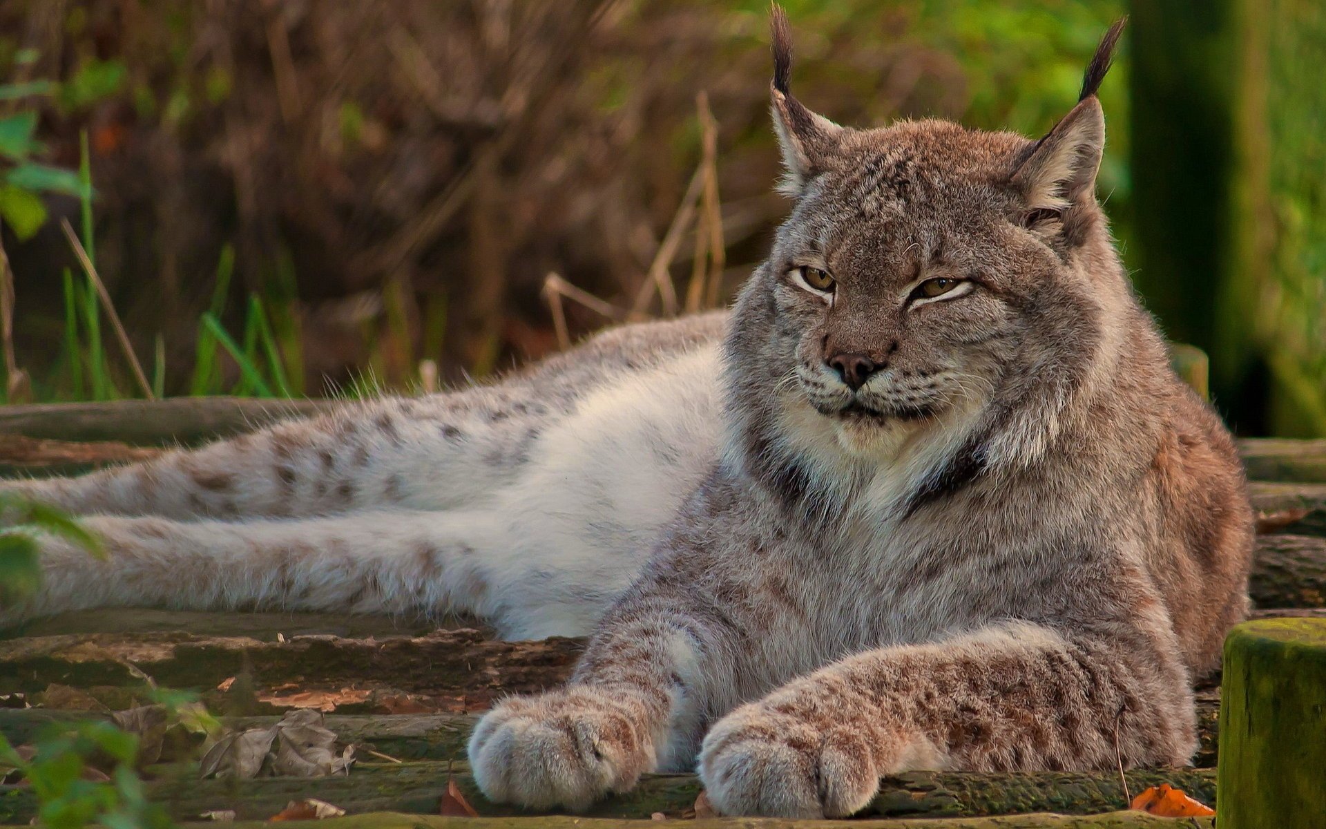 kanadische luchs pfoten schaut blick schnauze liegt