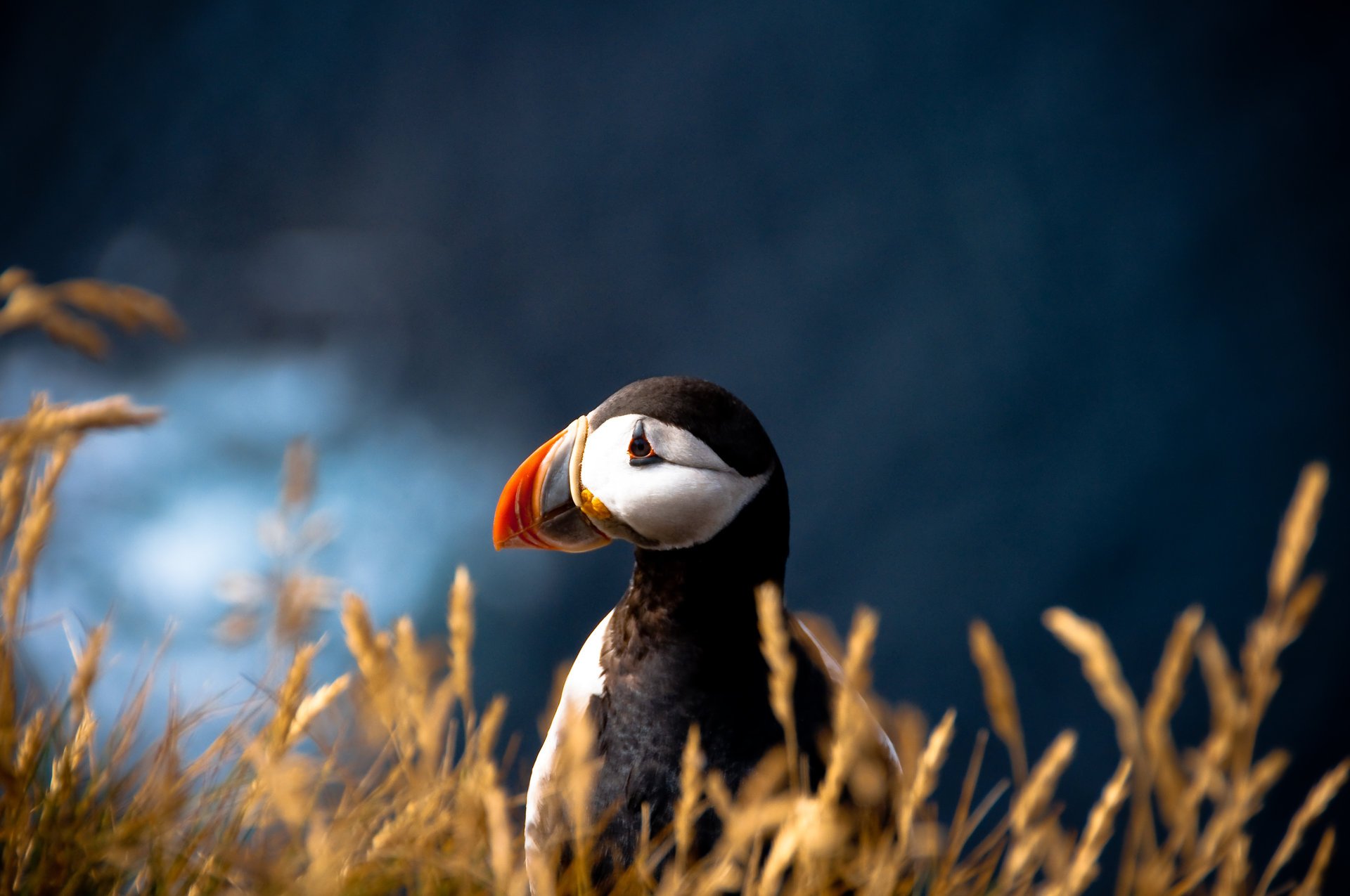 bird fratercula arctica in petrel blur atlantic puffin