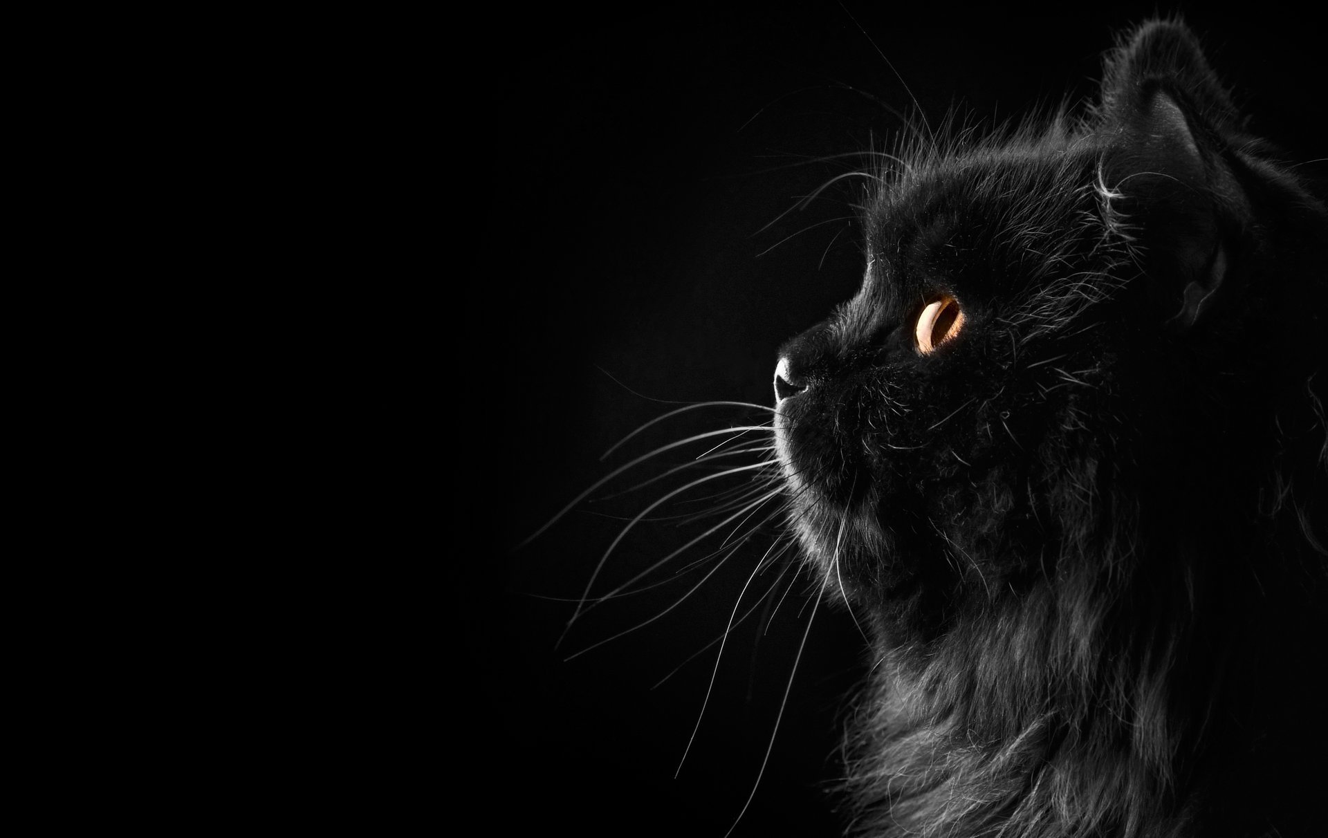 persian cat black cat background mustache profile