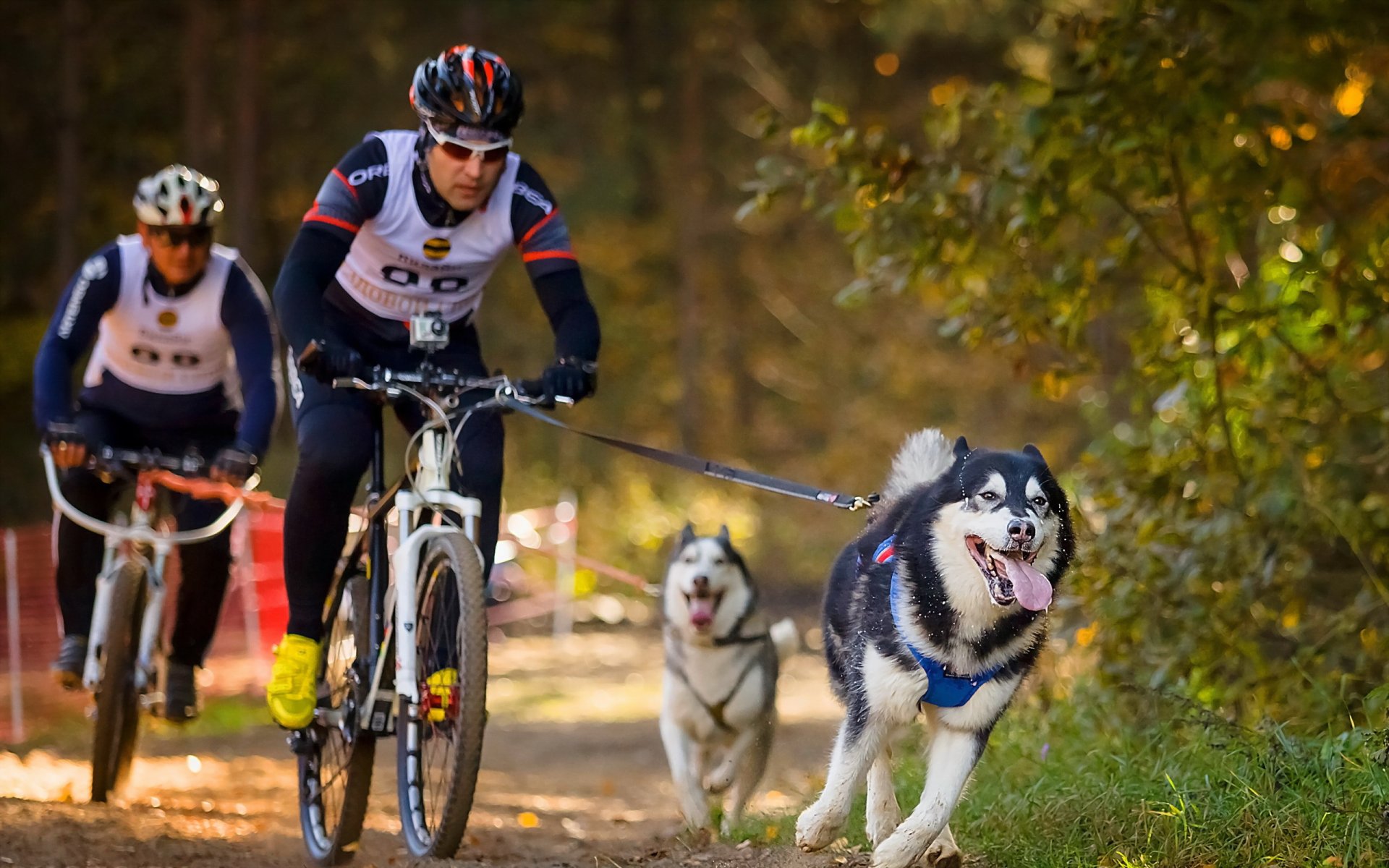 cani biciclette sport