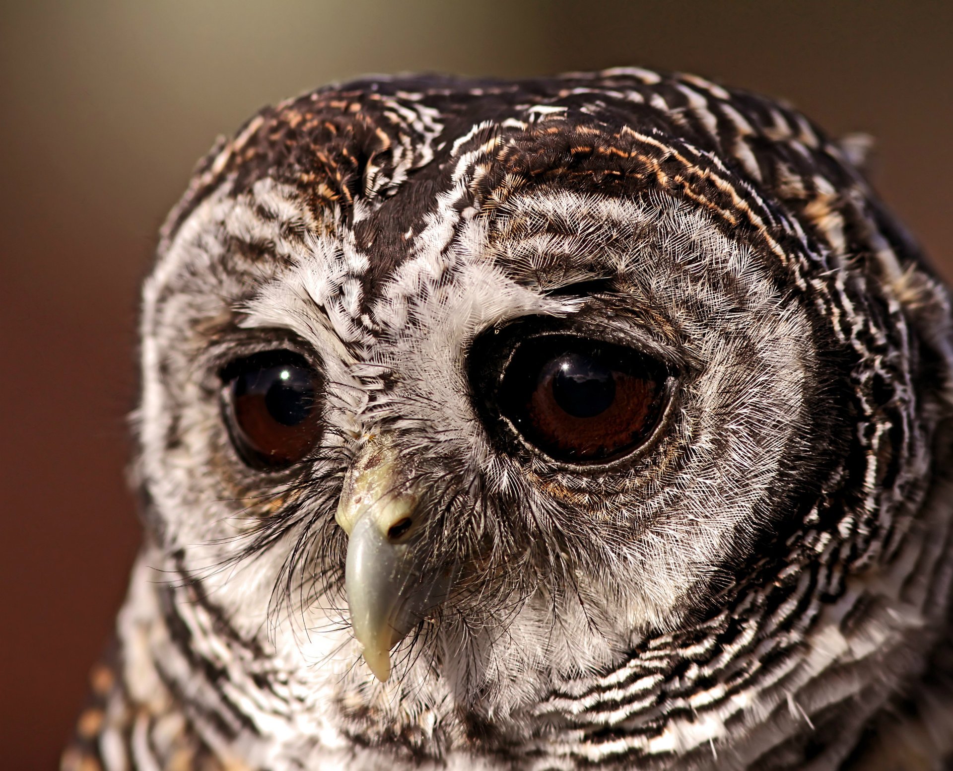 unclear owl bird owl sad look eye