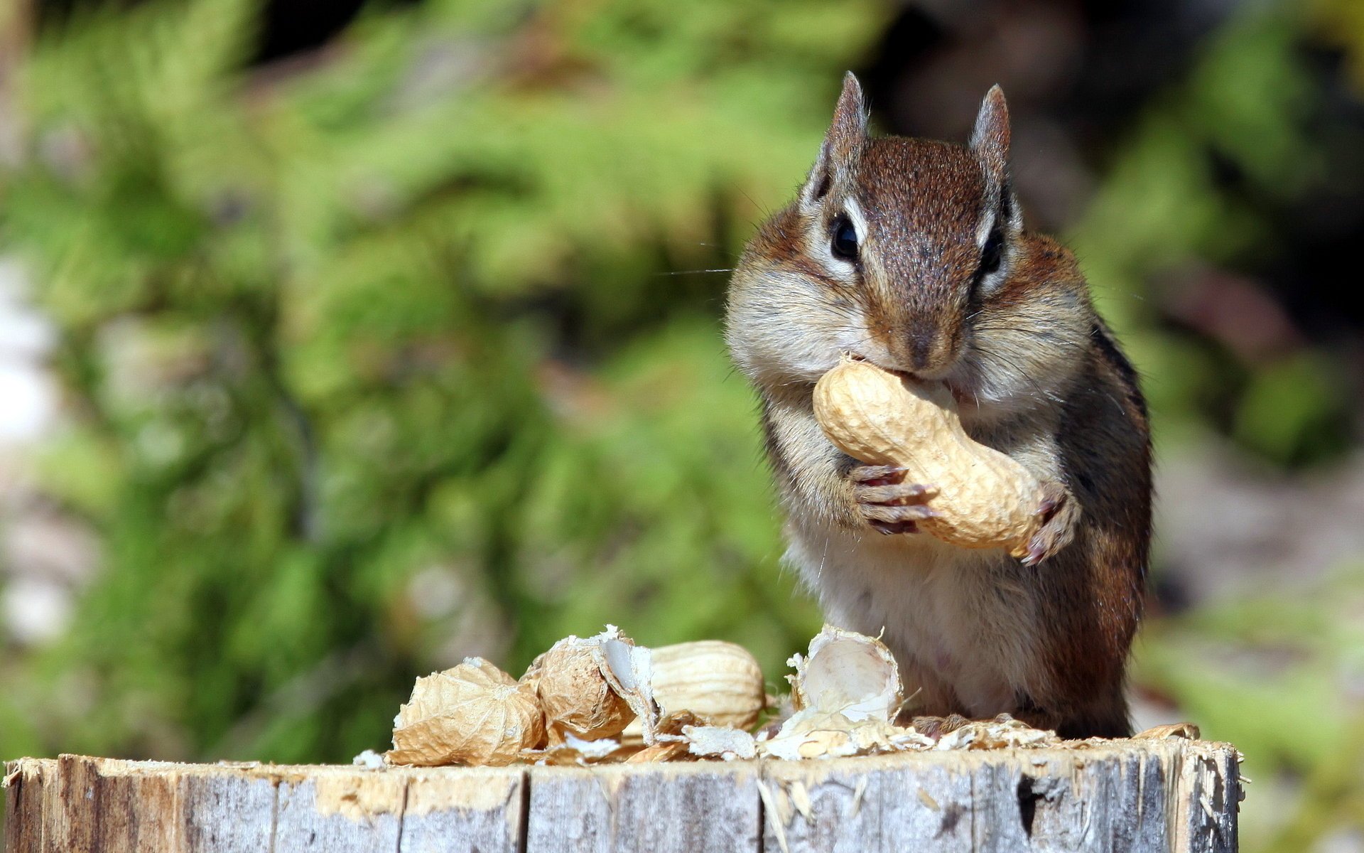 chipmunk natur nüsse