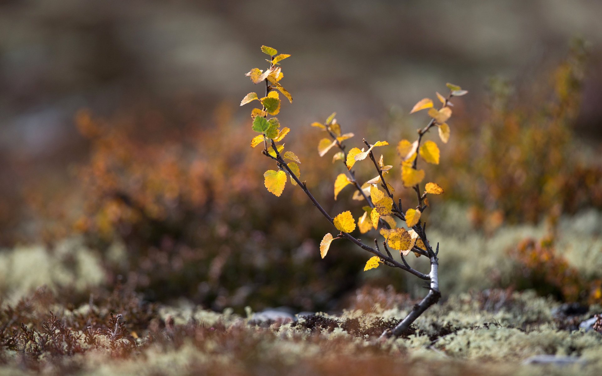 terra autunno muschio albero foglie macro