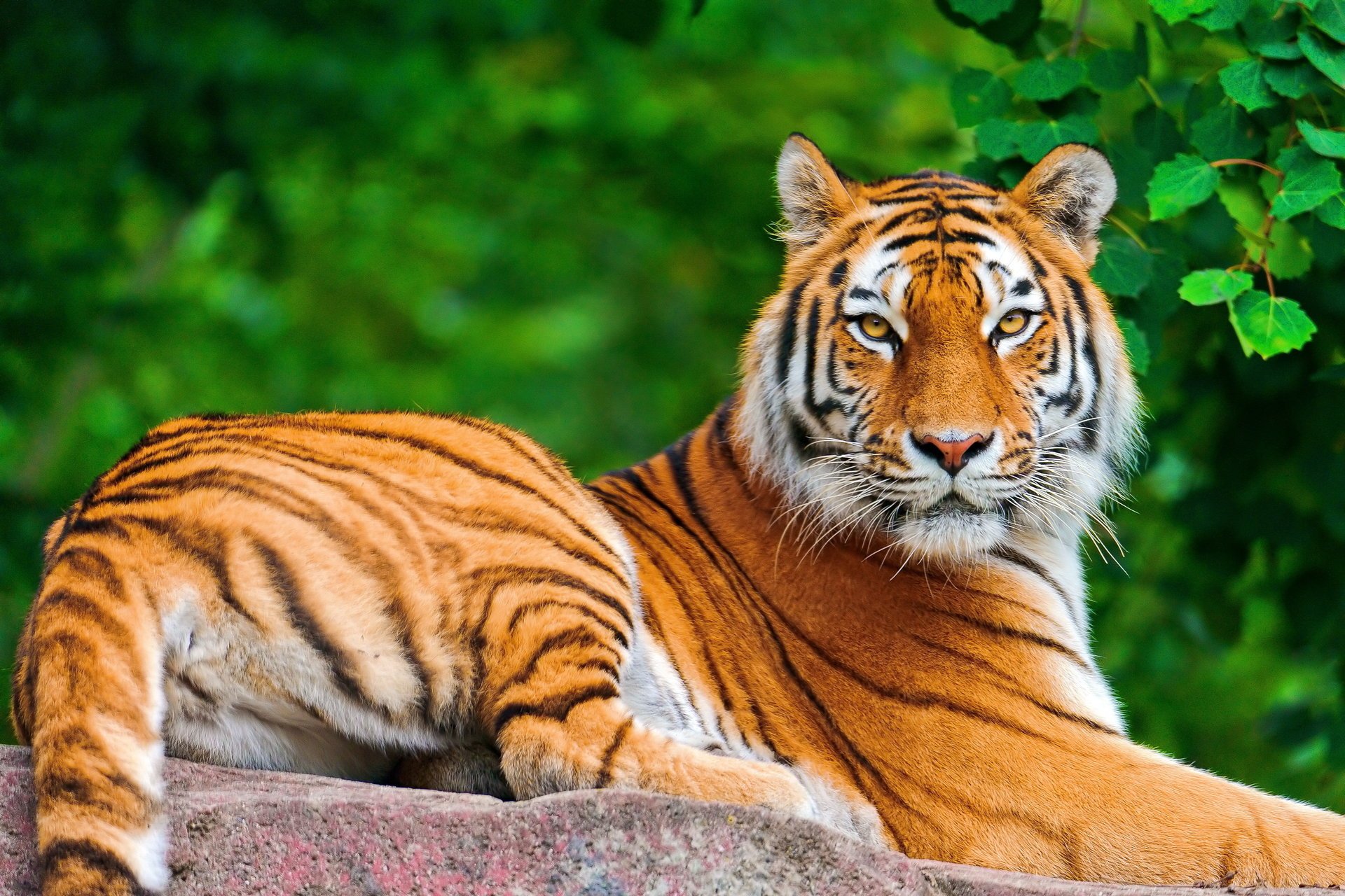 tigre vue se trouve feuillage posant museau pierre