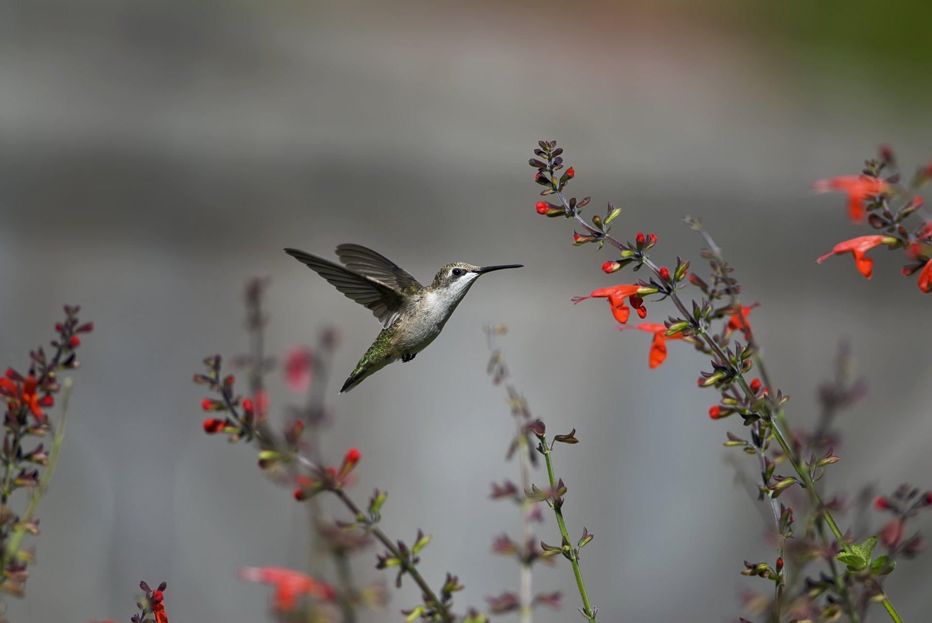 fleurs oiseau colibri rouge vol