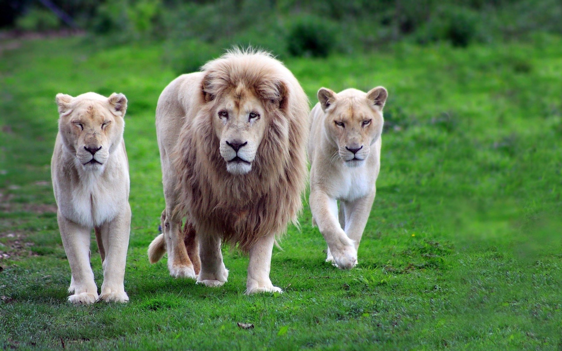 sfondo leoni verde criniera erba leone famiglia tigri