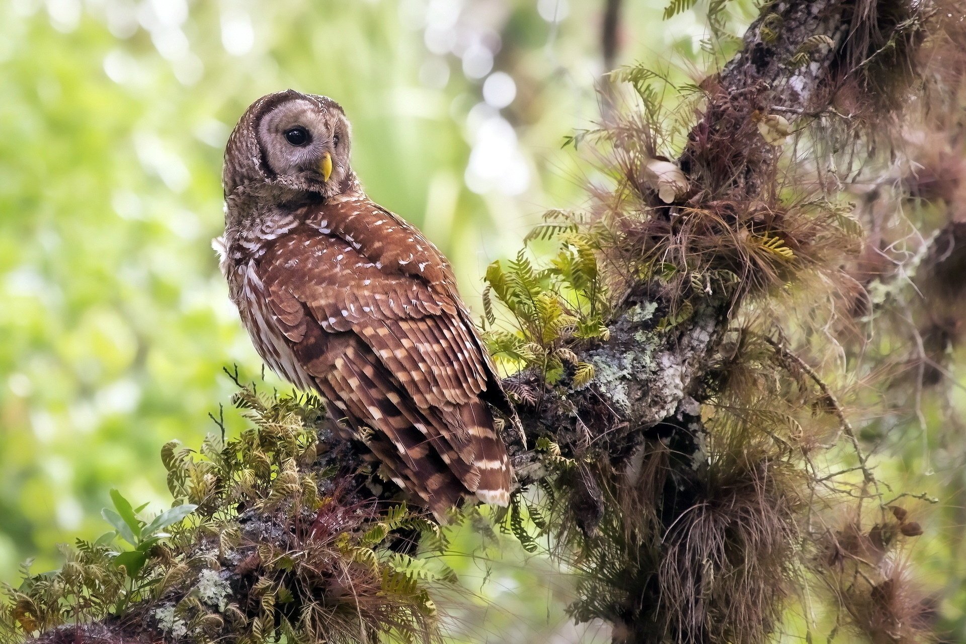 uccello gufo natura foresta