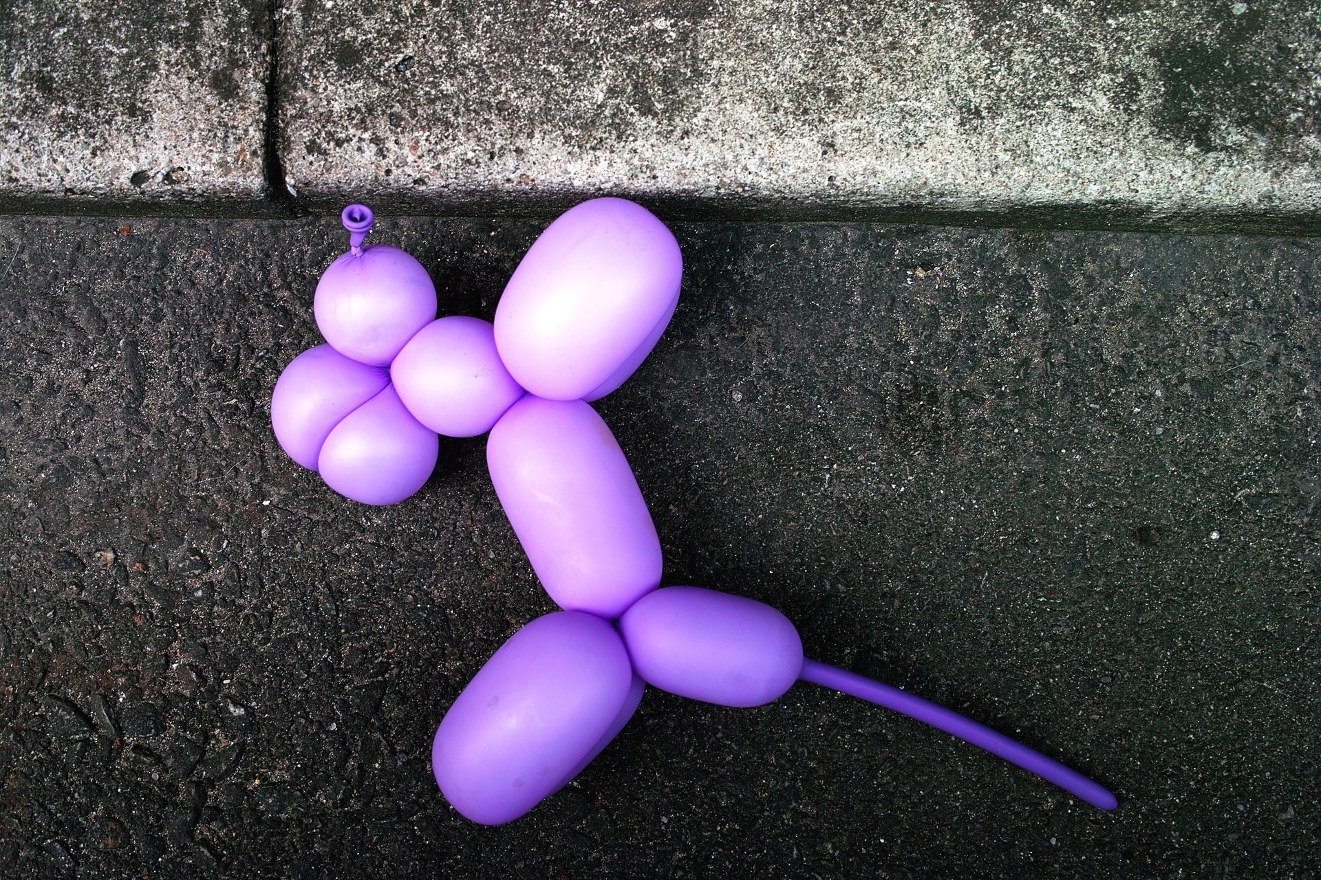 Собака из воздушного шарика. Шарик собака воздушный. Воздушный шарик в виде собаки. Собачка из шаров. Фиолетовая.