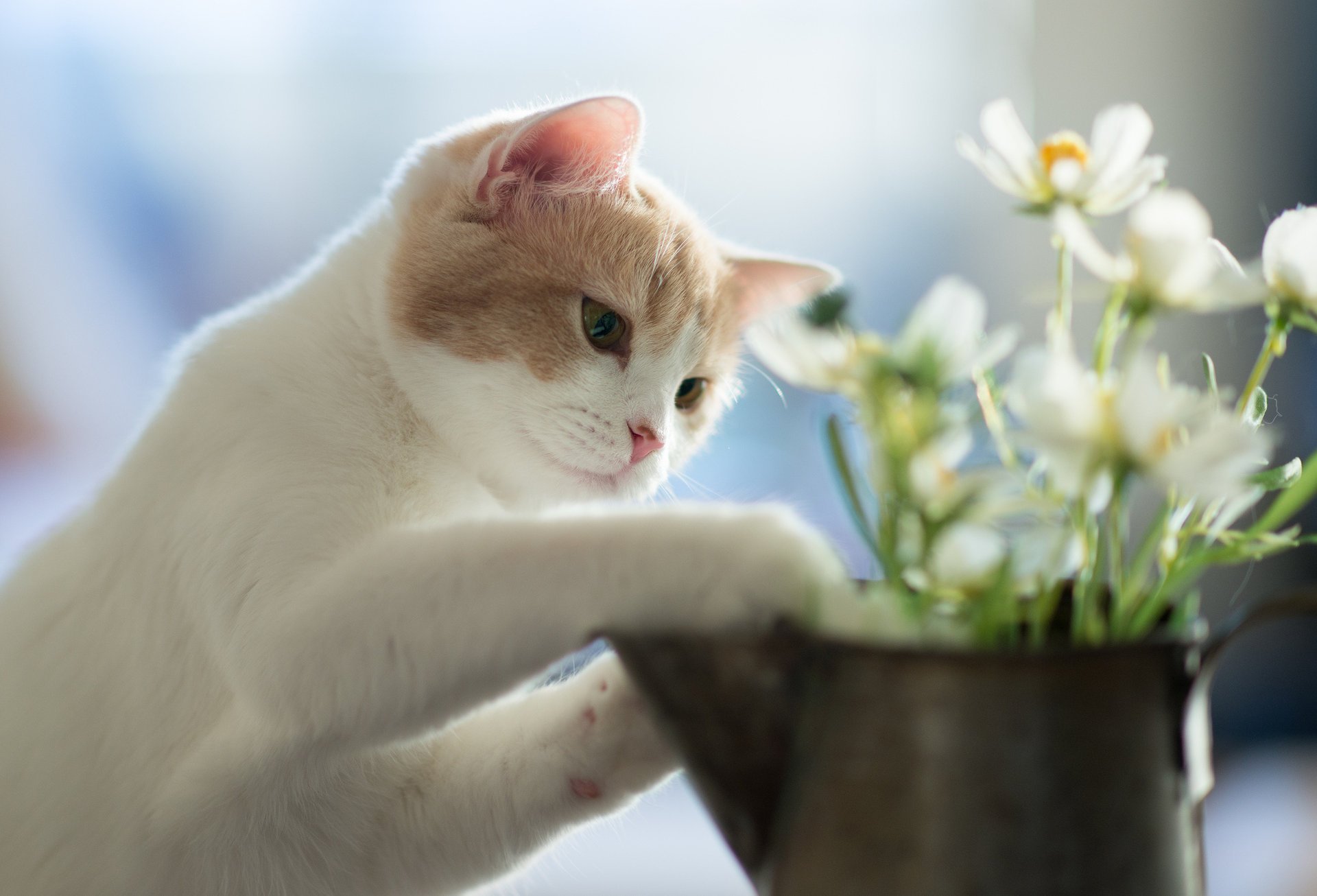 fleurs hannah c benjamin torode chaton