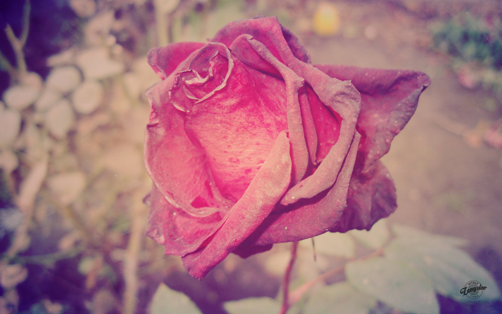 fleurs rose fleur rétro