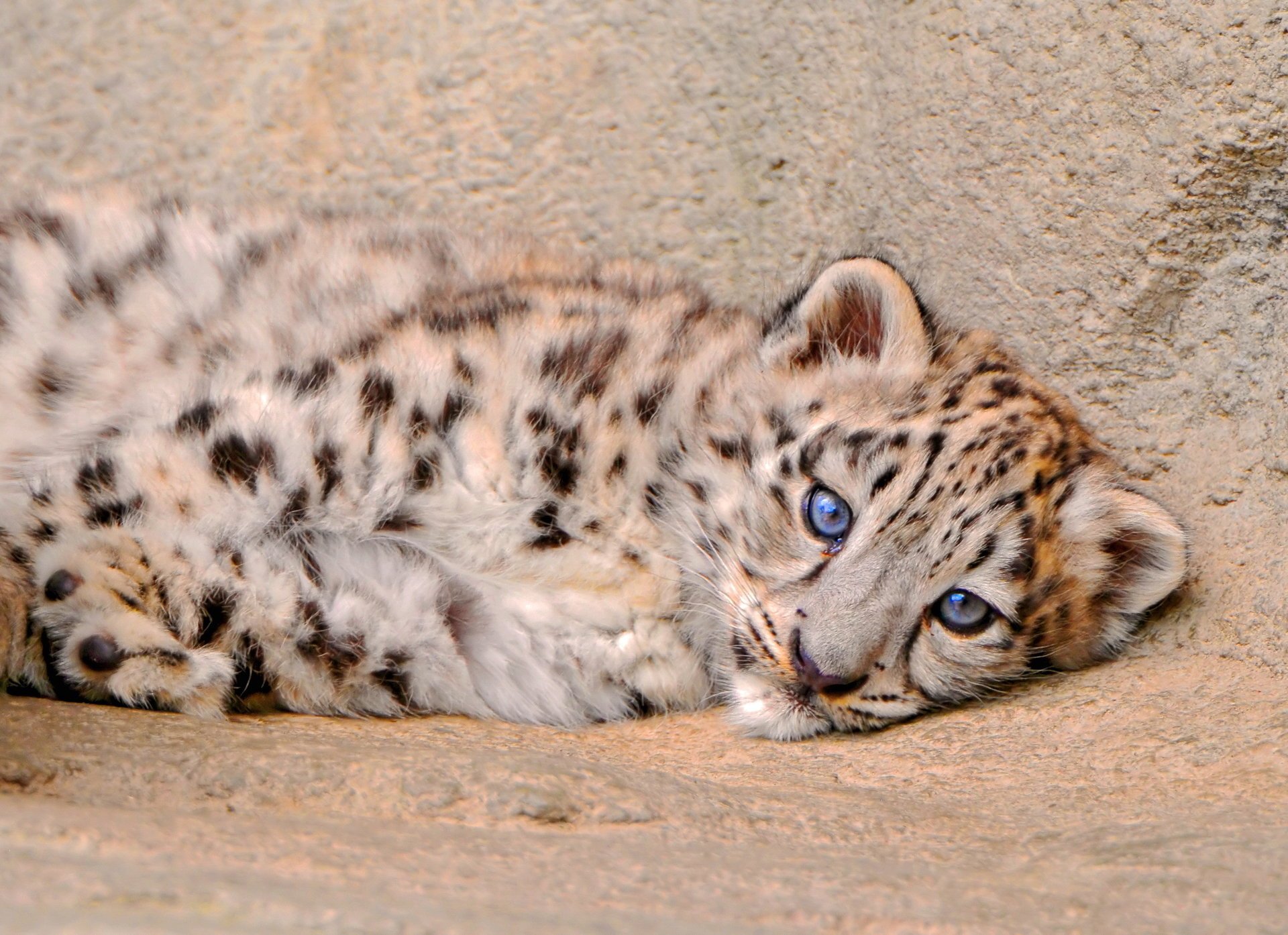 leopardo de las nieves peludo miente gatito irbis mirando