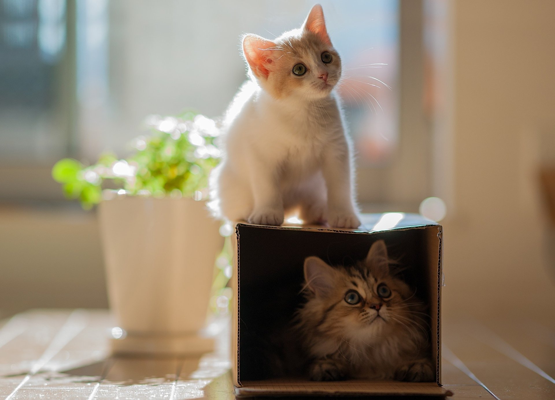 katzen kätzchen zwei paar box ben torode hannah daisy