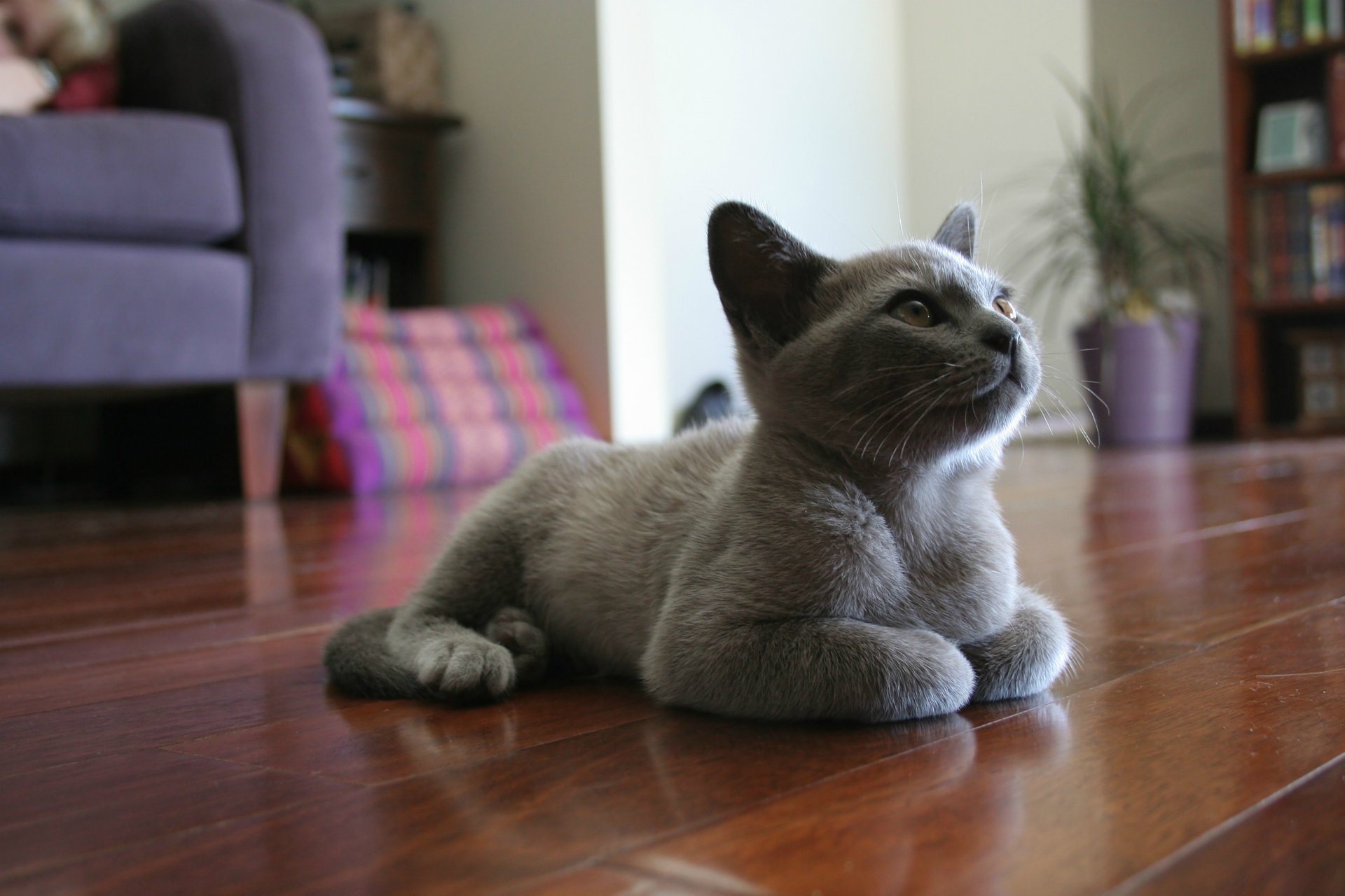 gato en el suelo gatito miente muebles habitación gris