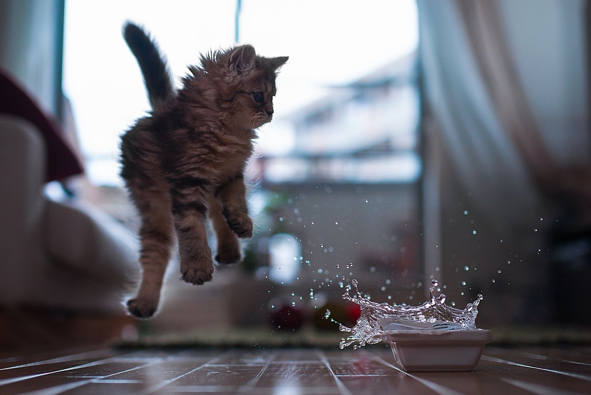 kitty bowl water