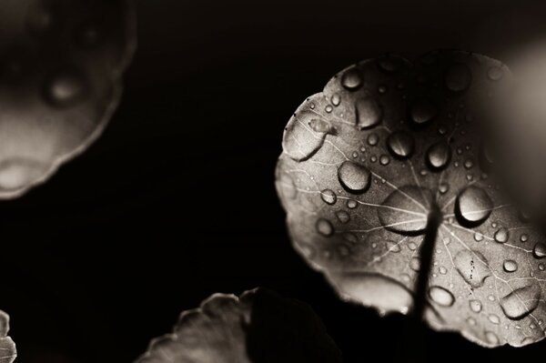 Black and white leaves in drops on a black background