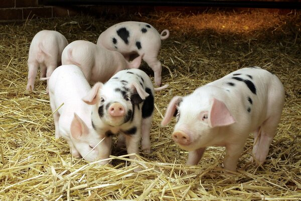 Pink and spotted piglets eat