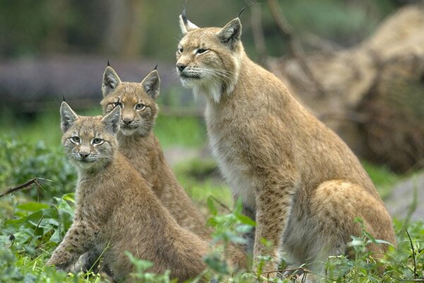 La lince con i cuccioli è vigile e sempre pronta a proteggerli