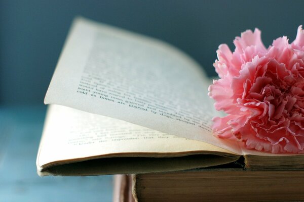 Terry pink flower on an open book