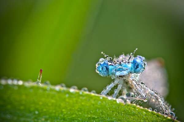 Libelle im Tau am Stiel des Grases