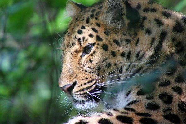 Der Leopard hat seine Schnauze in ein Profil gedreht