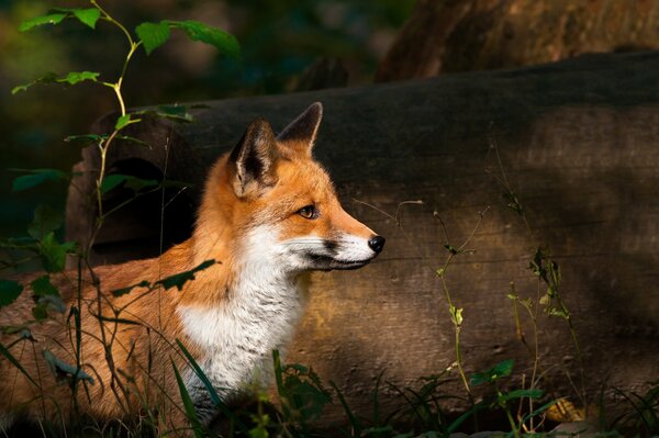 Redhead fox sieht beute an