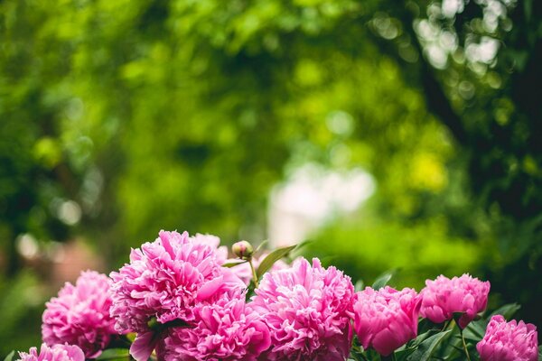 Pink peonies on a background of green trees