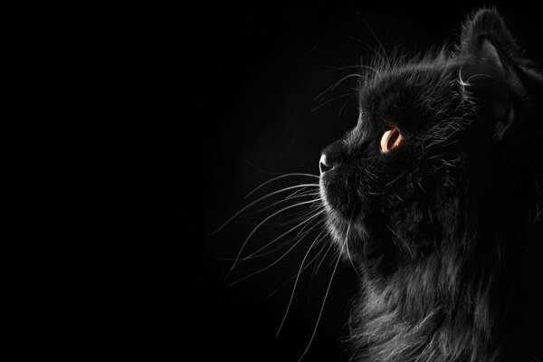 Black cat with yellow eyes on a black background