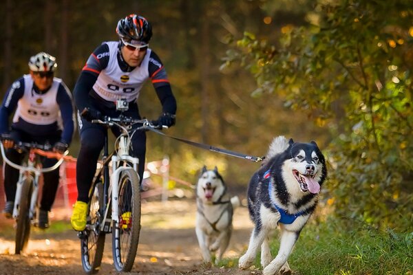 Gli husky in sella corrono con i ciclisti