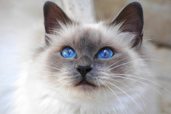 Gato peludo con ojos azules