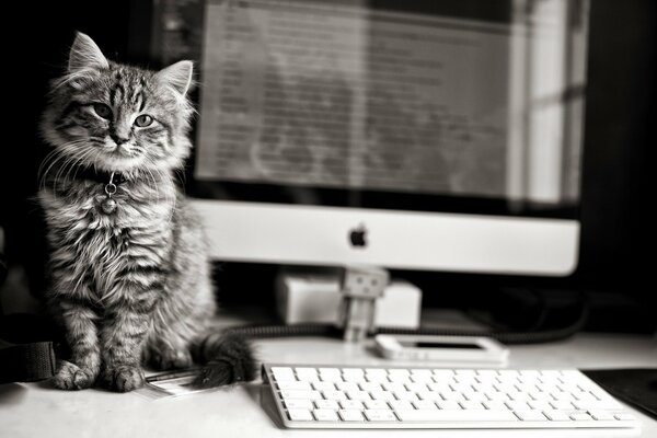 The cat is sitting on the table at the monitor screen