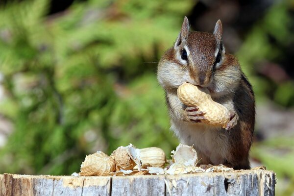 Striped chipmunk eats nuts on a stump