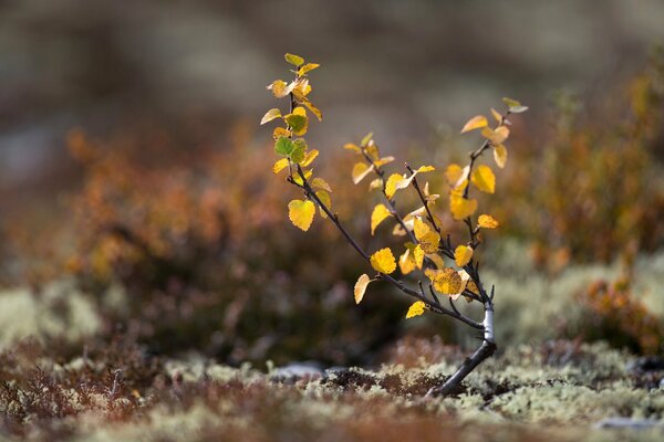 Herbstlicher Birkenzweig auf dem Boden