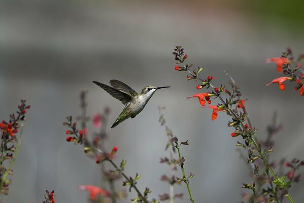 A hummingbird flaps its wings next to flowers