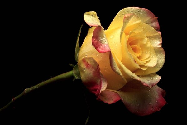 Dew drops on the petals of a yellow rose