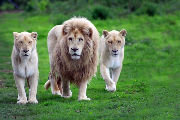 Leones caminando en el claro