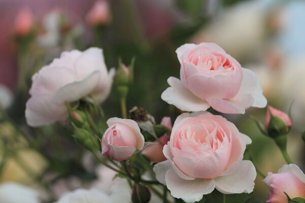 Schöne Blumen mit Knospen auf einem Zweig