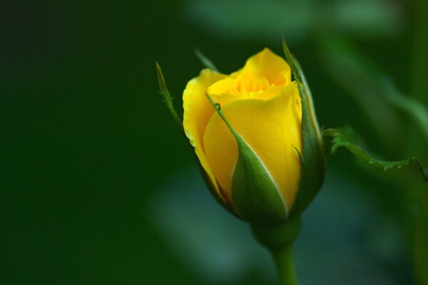 Bourgeon fleuri d une jeune tulipe jaune