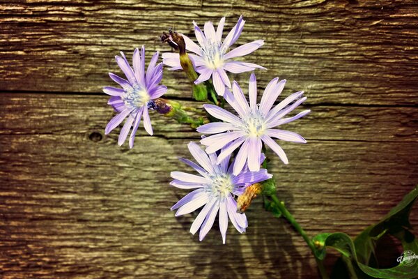 Purple flowers on a wooden background