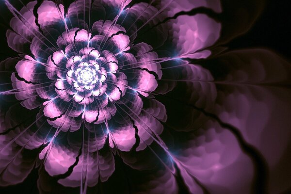 Abstract purple flower on black background