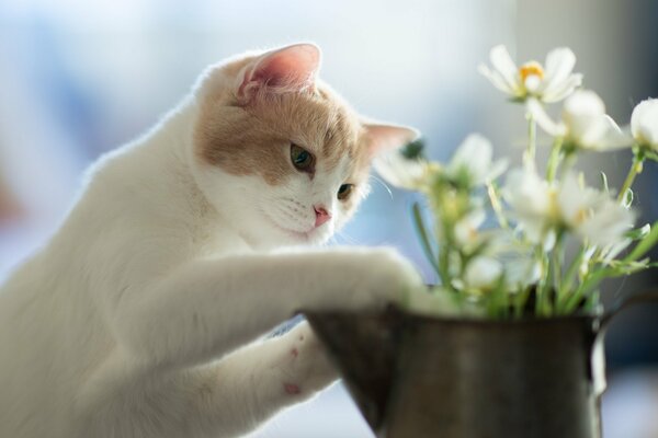 A curious kitten gets acquainted with flowers