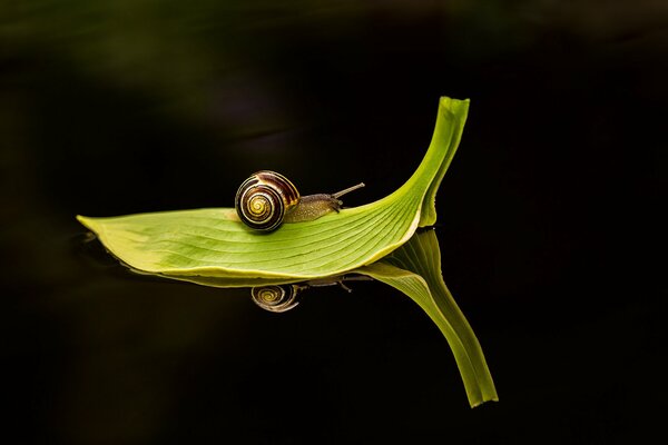 Green leaf on the water with a snail